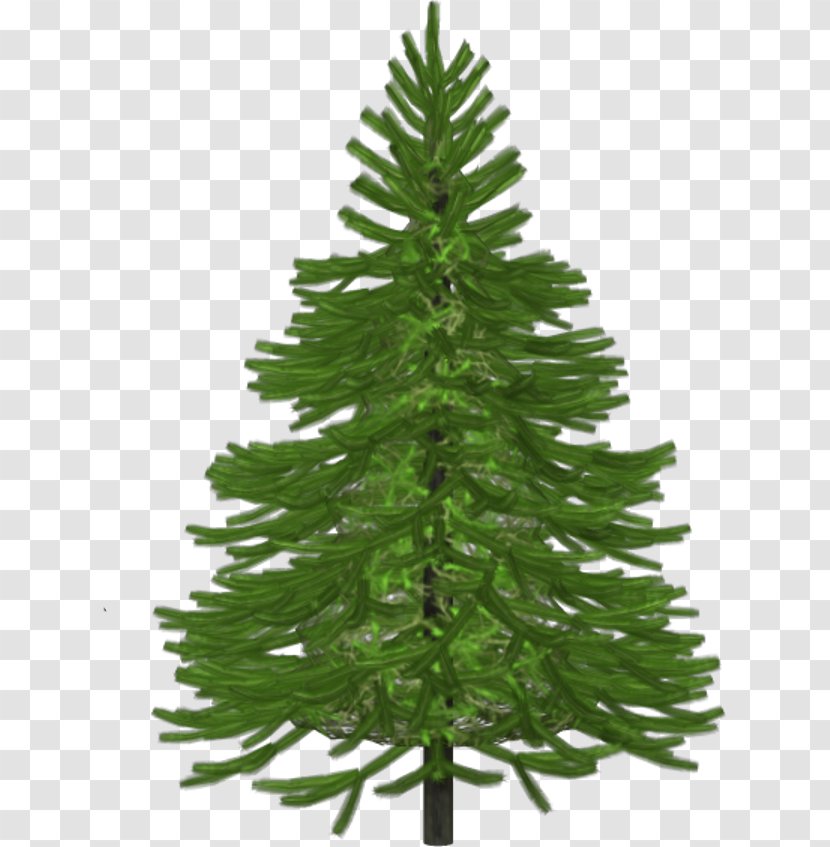 Spruce Pine Christmas Tree Abies Alba - Leaves Transparent PNG