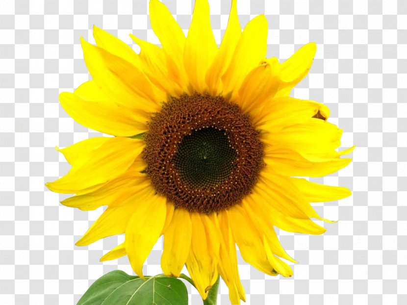 Common Sunflower Stock Photography - Science Transparent PNG
