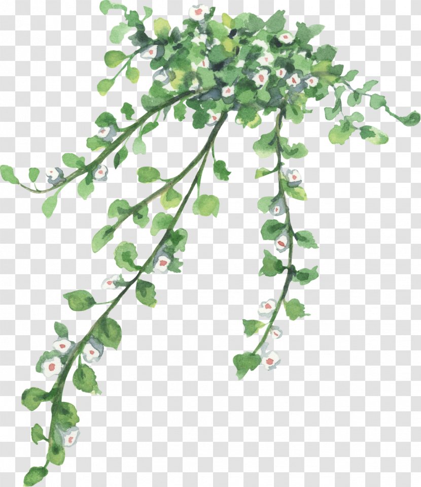 Ivy Background - Flower - Branch Transparent PNG