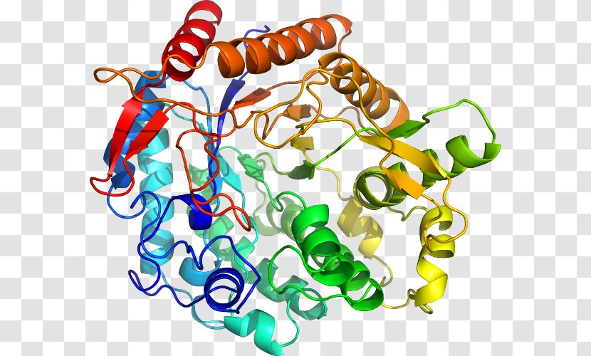 Glucosidases Beta-glucosidase Glucocerebrosidase Enzyme Alpha-glucosidase - Body Jewelry - Structure Transparent PNG