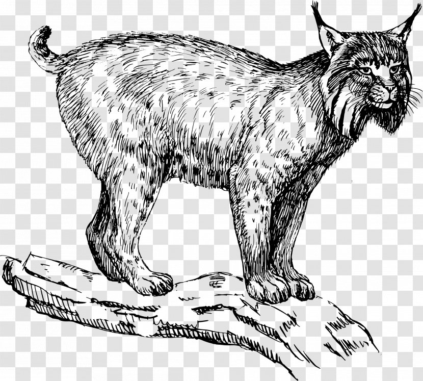 Eurasian Lynx Felidae Wildcat Bobcat Clip Art - Chinese Mountain Transparent PNG