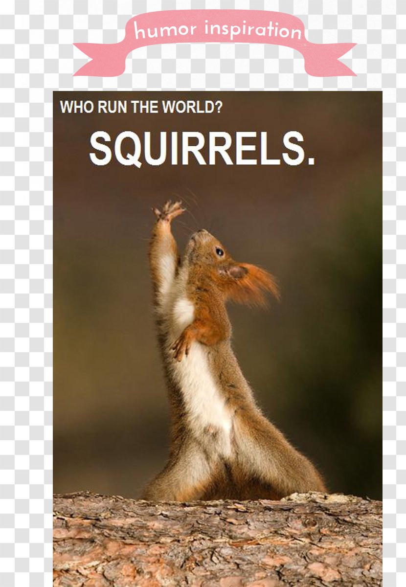 Tree Squirrel Chipmunk YouTube Red - Organism - Inspiration Transparent PNG