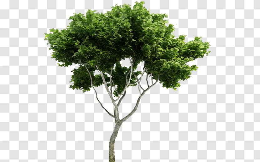 Tree Branch Plant Evergreen Transparent PNG