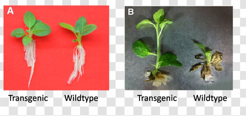 Plant Transgenesis Genetically Modified Crops Organism - Genetics - Weeks Transparent PNG