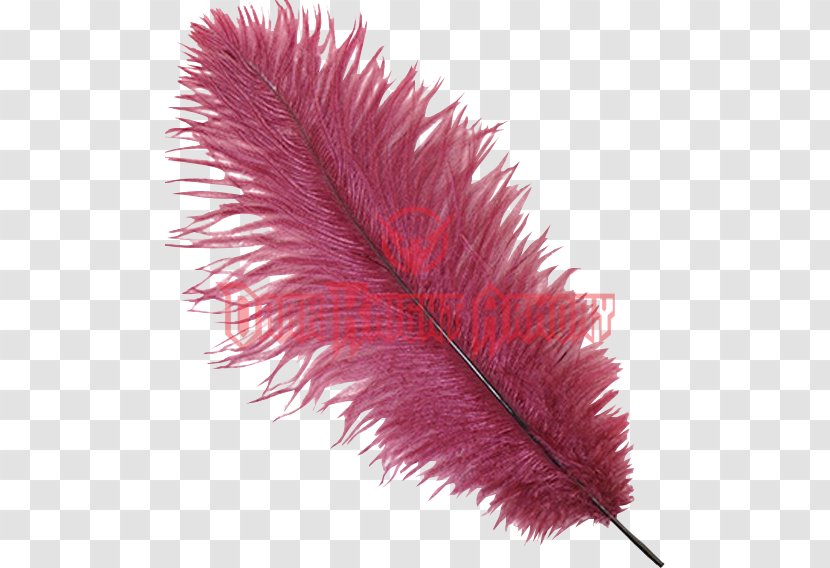 Feather Plume Hat Common Ostrich Headgear Transparent PNG