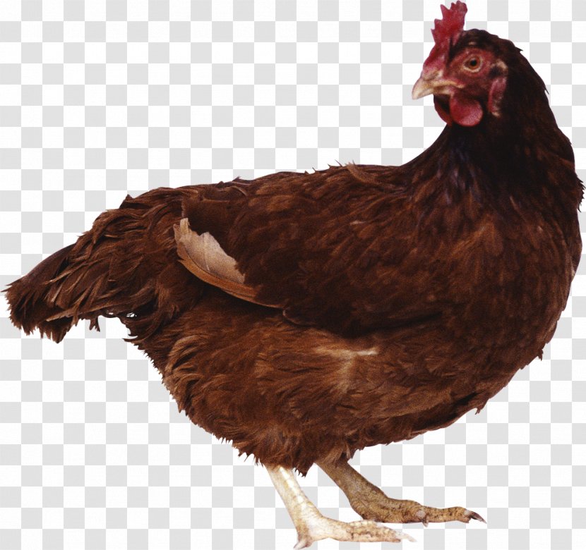 Chicken Poultry Egg - Red Junglefowl - Chick Transparent PNG