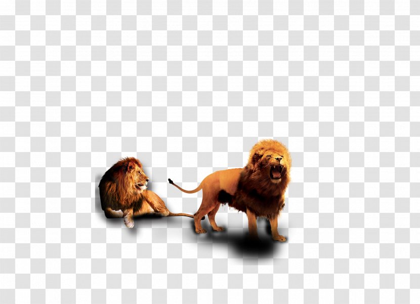 Puppy Lion Dog Breed - Lions Transparent PNG