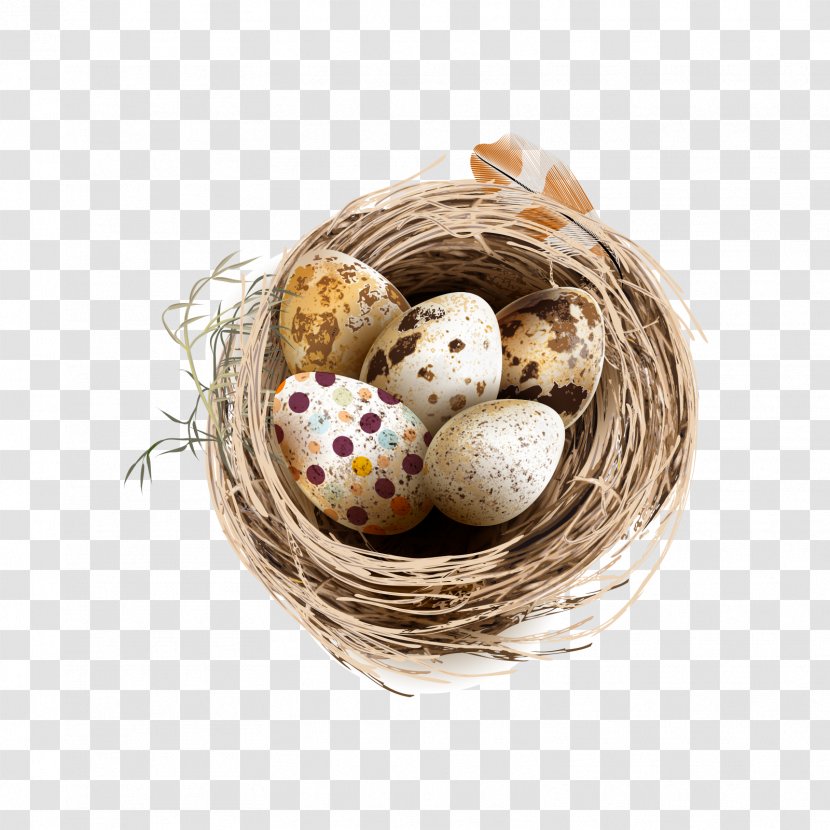 Bird Chicken Quail Eggs - Nest - And Colored Transparent PNG
