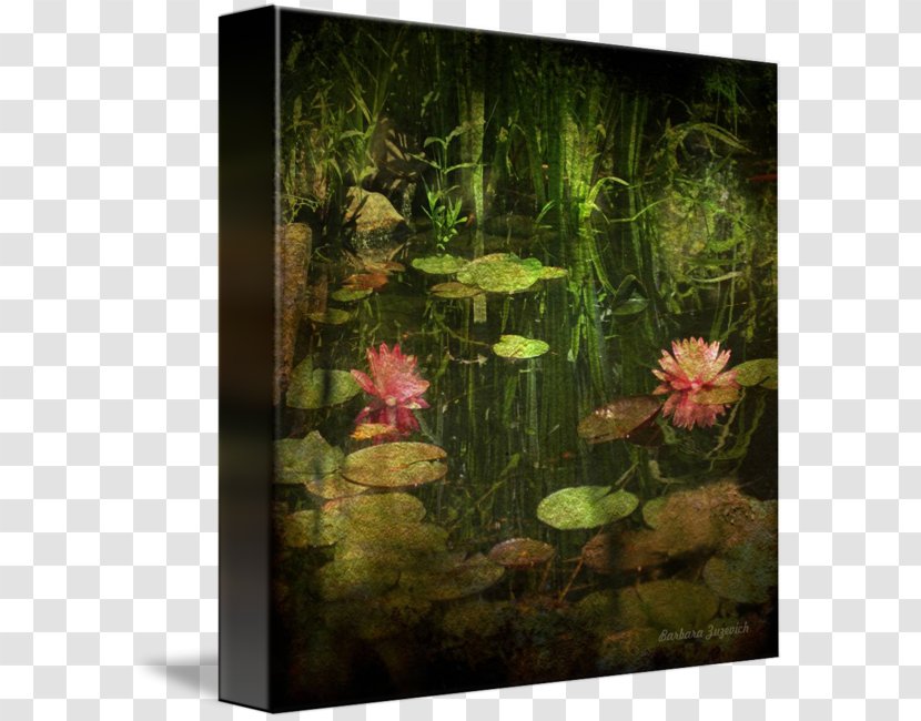 Aquatic Plants Aquariums Pond Flora - Grass - Ashley Transparent PNG