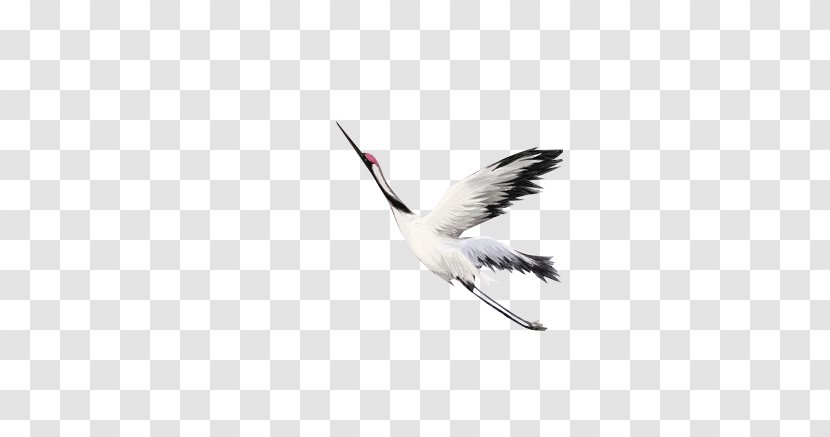 Water Bird Crane Beak Feather - White Transparent PNG