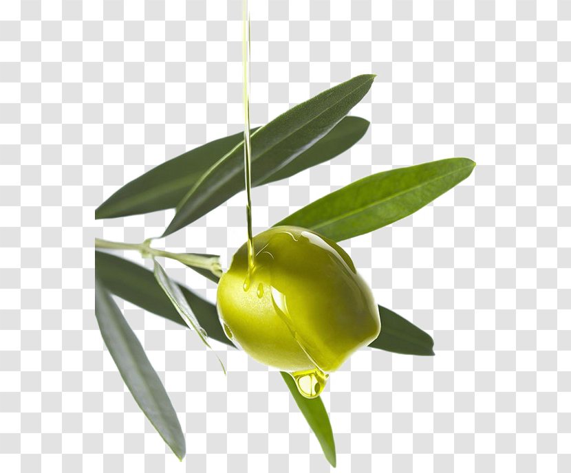 Olive Oil - Olives Transparent PNG