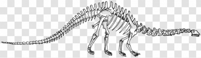Velociraptor Tyrannosaurus Carnivora Line Art Sketch - Animal Transparent PNG