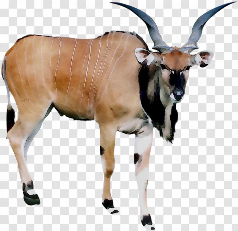 Antelope Cattle Terrestrial Animal Snout - Bongo Transparent PNG