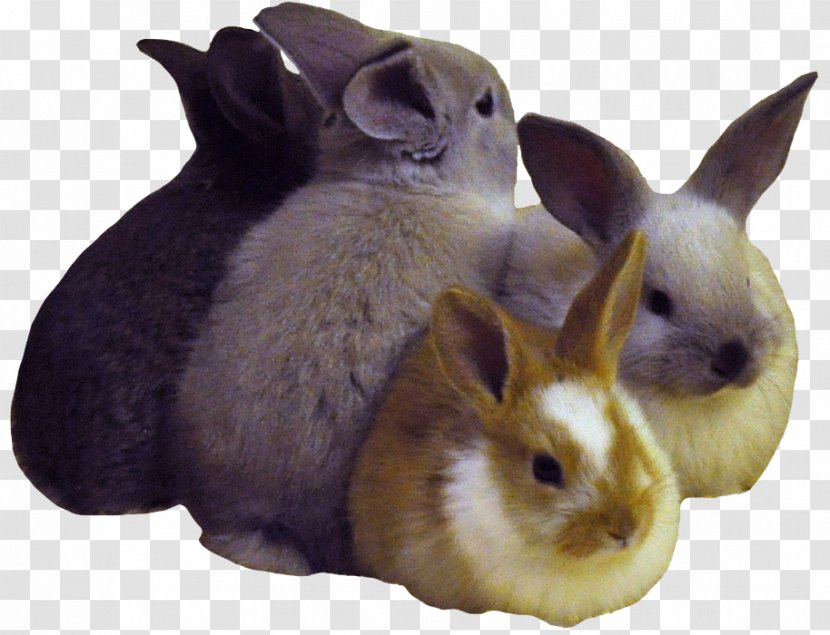 Domestic Rabbit Easter Bunny Dwarf Cruelty-free - Pet Transparent PNG