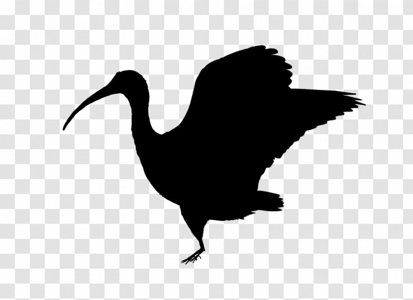 Swans Goose Duck Beak Water Bird - Cranelike Transparent PNG