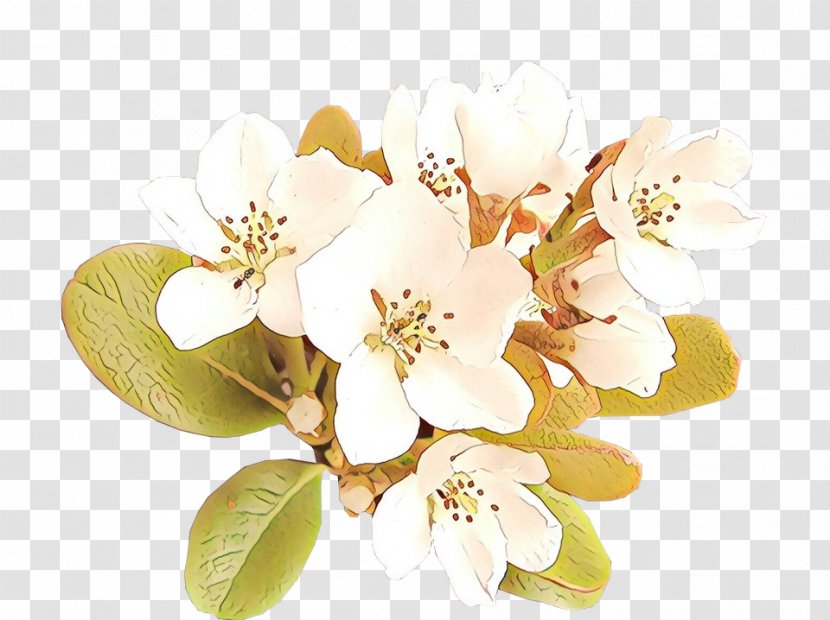 Cherry Blossom - Flowering Plant - Malus Twig Transparent PNG