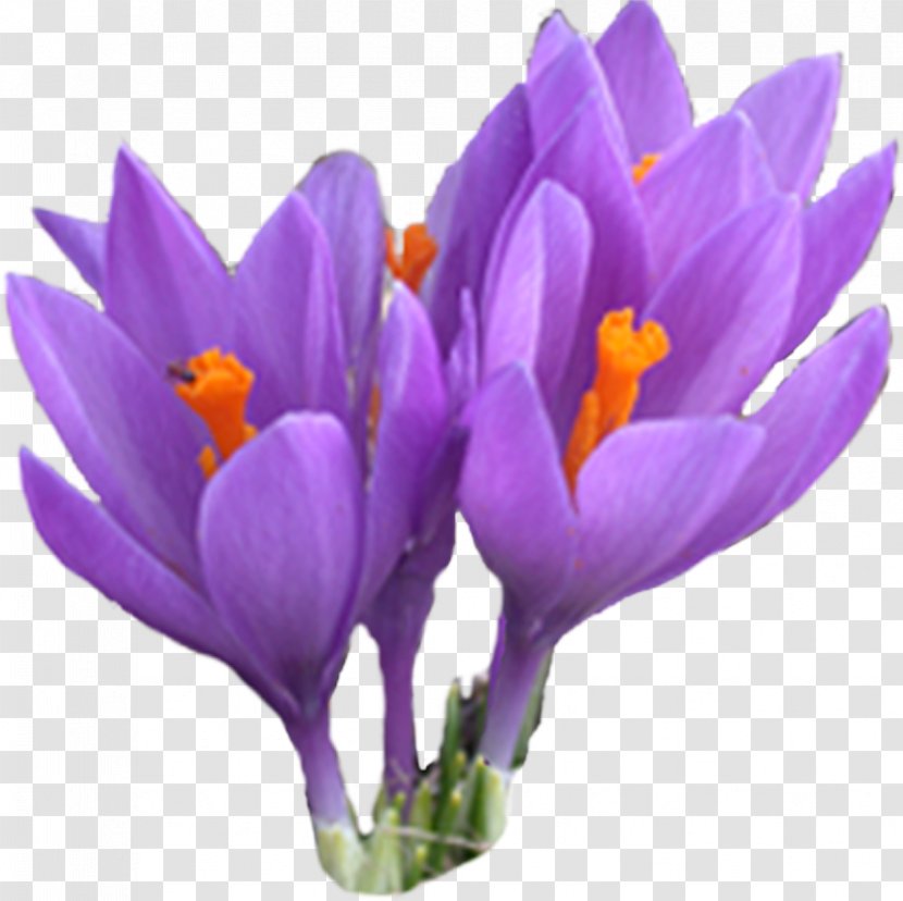 Crocus Serbia Saffron Daylight Registration Fee - Flowering Plant Transparent PNG