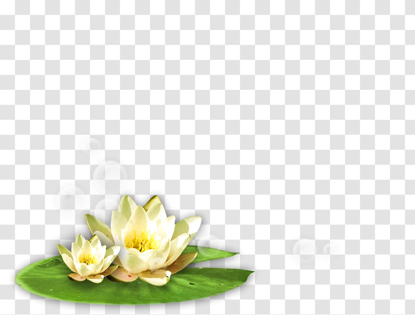 Nelumbo Nucifera Green Clip Art - Still Life Photography - Lotus Pattern Transparent PNG