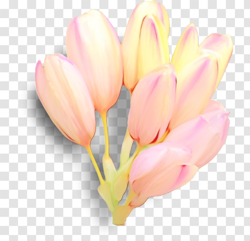 Flower Petal Pink Tulip Plant - Lady - Lily Family Bud Transparent PNG