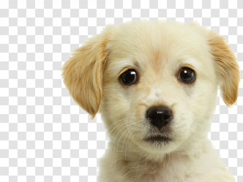 Labrador Retriever Puppy Pet Dog Grooming Transparent PNG