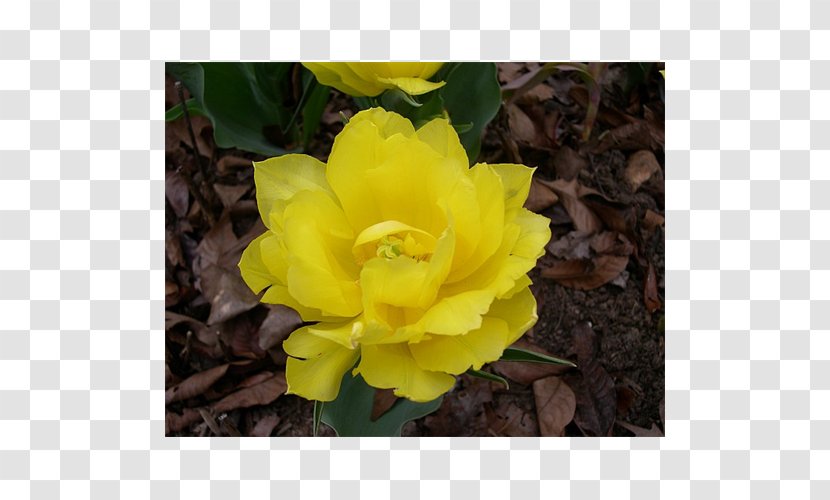 Floribunda Canna Herbaceous Plant - Ranunculus Transparent PNG