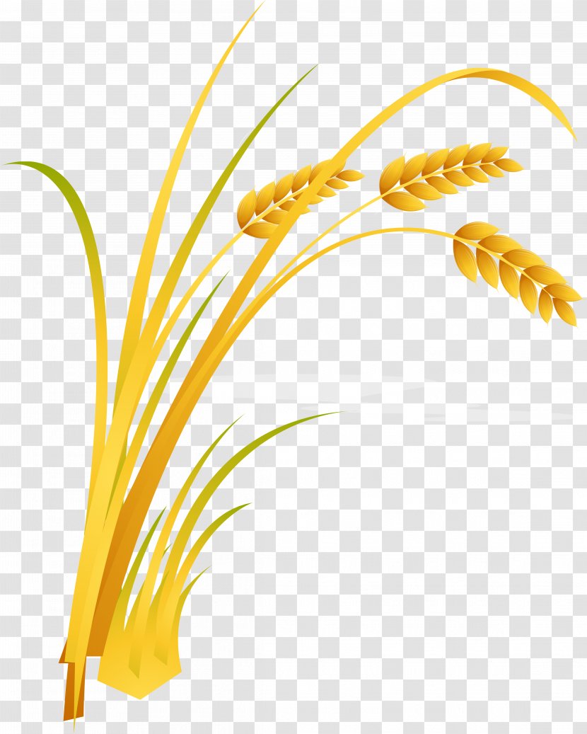 Rice Cartoon - Grass Transparent PNG