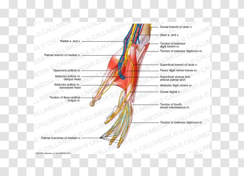 Finger Nerve Muscles Of The Hand Blood Vessel - Frame Transparent PNG