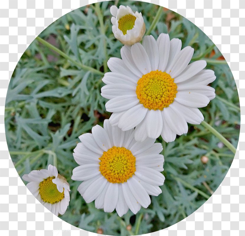 Common Daisy Oxeye Marguerite Chrysanthemum Petal - Chrysanths Transparent PNG