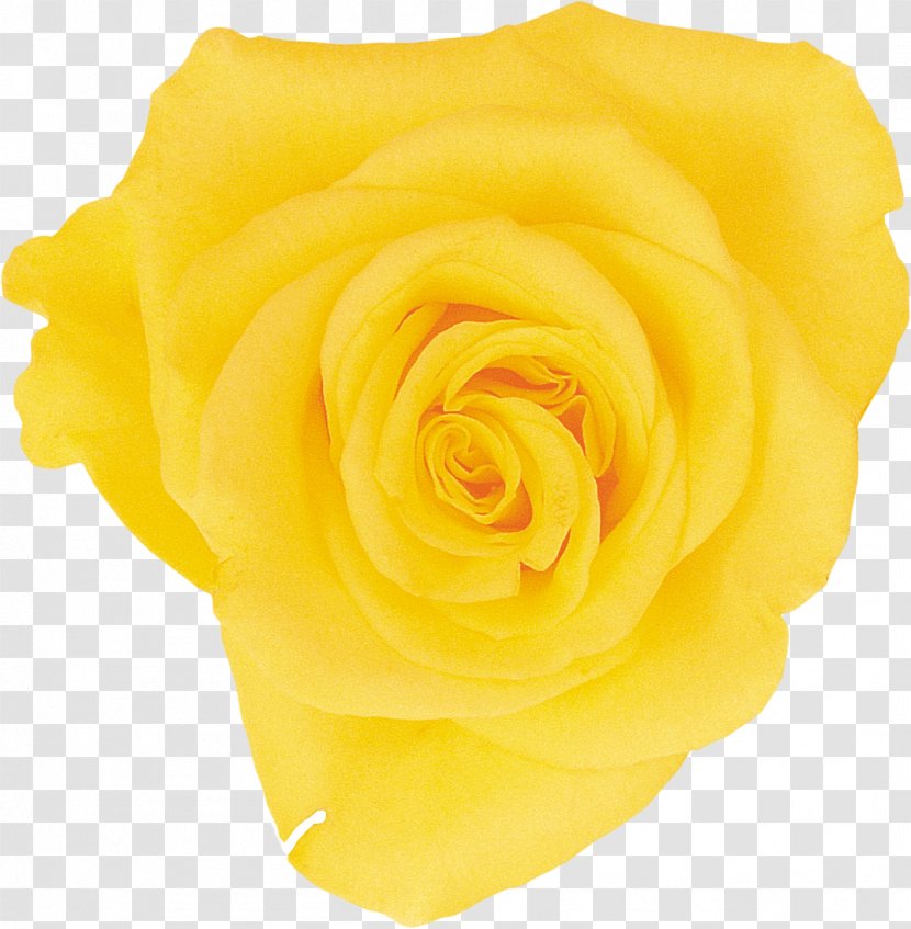 Beach Rose Yellow Flower Petal - Garden Roses Transparent PNG