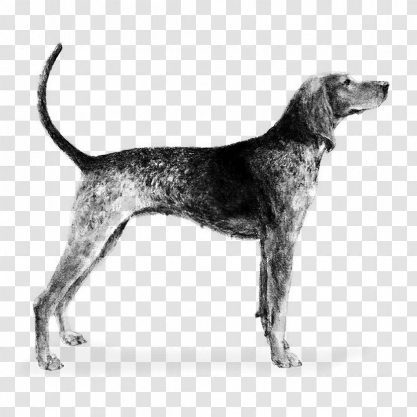 Plott Hound English Foxhound Treeing Walker Coonhound American - Sporting Group - Harrier Transparent PNG