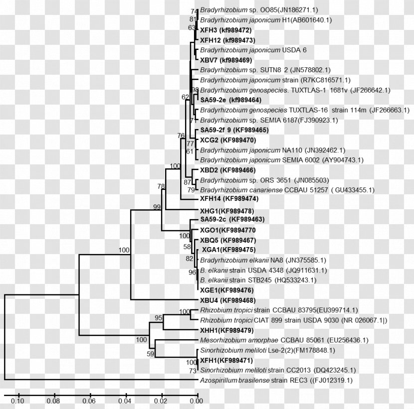 Nucleic Acid Sequence Analysis Phylogenetics Neighbor Joining Bacteria - Africa Tree Transparent PNG