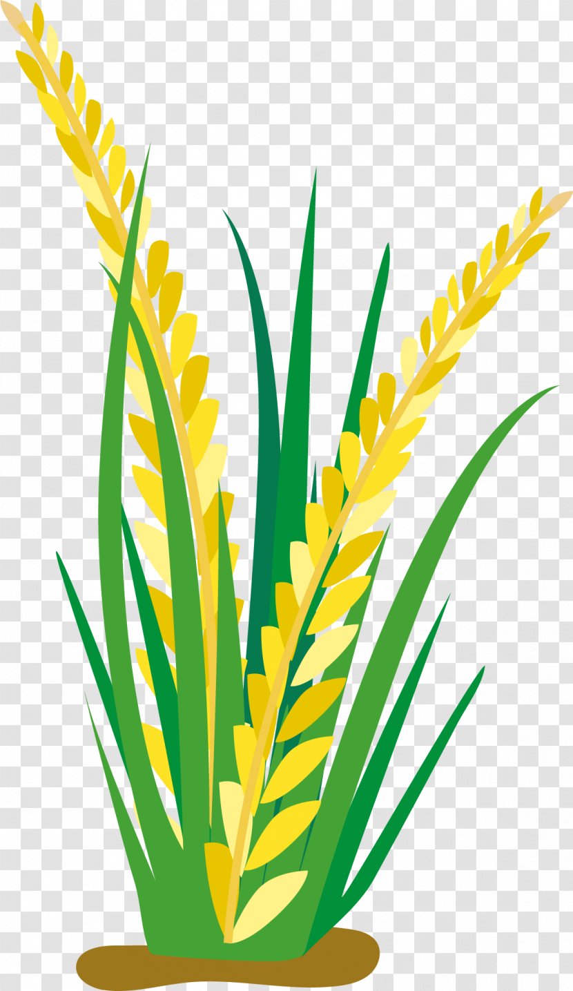 Rice Cartoon Oat Clip Art - Xanthorrhoeaceae - Ears Transparent PNG