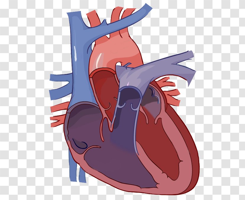 Diagram Heart Label Circulatory System Anatomy - Silhouette Transparent PNG