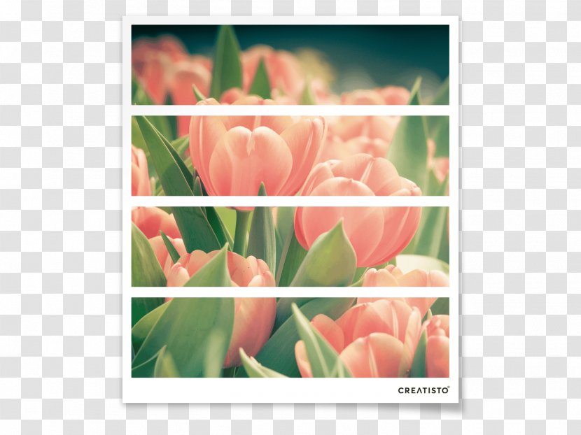 Tulip Floral Design Petal Closet Plant Stem - Material Transparent PNG