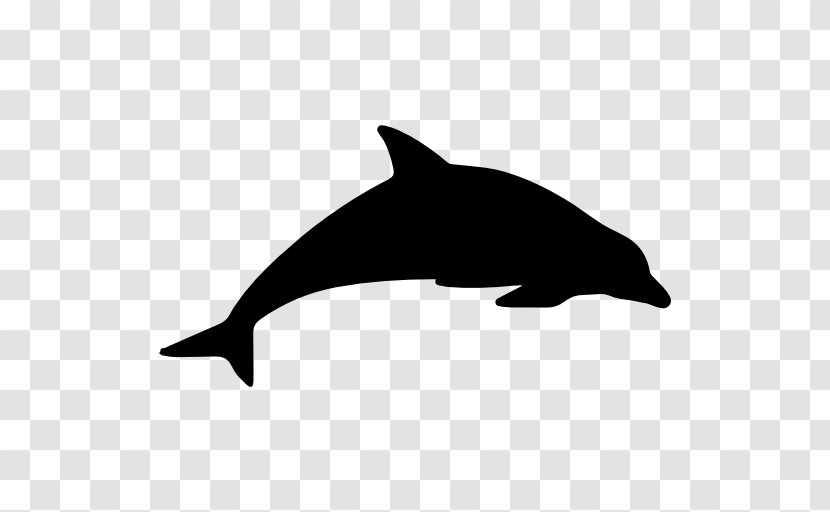 Harbour Porpoise Dolphin Animal Cetacea - Beak - Vector Transparent PNG