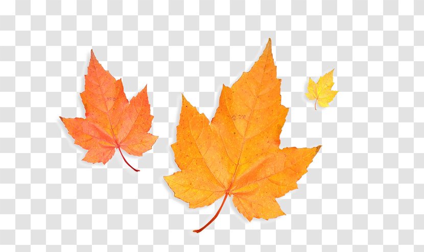 Canada Sugar Maple Canadian Gold Leaf Silver - Autumn Leaves Transparent PNG