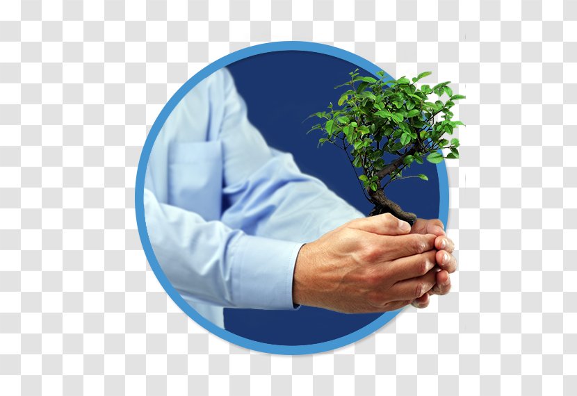 Investment Tree Business Stock Photography Bonsai - Banca Mediolanum Transparent PNG