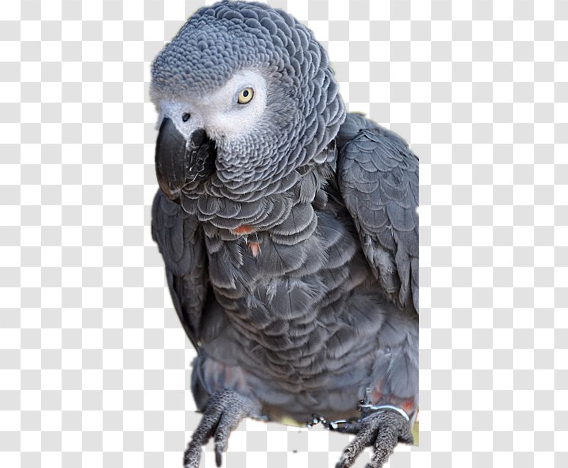 Bird Parrots Grey Parrot Animal - Gray Transparent PNG