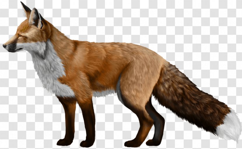 Domesticated Red Fox Silver - Fur Transparent PNG