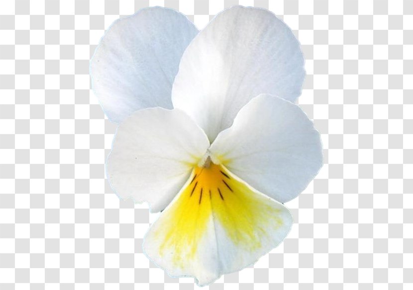 Pansy Petal - White - Plant Transparent PNG