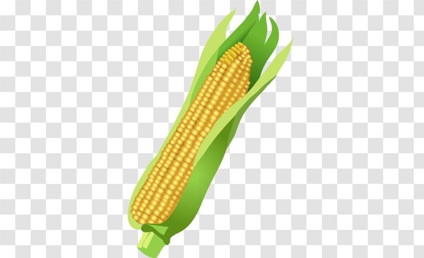 Corn On The Cob Maize Basalt Fiber - Vector Food Transparent PNG