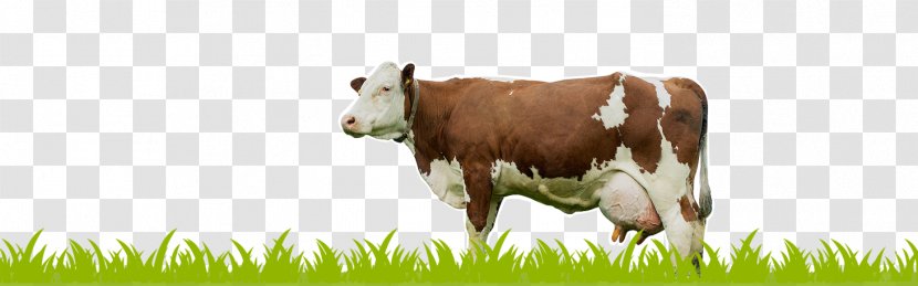 Holstein Friesian Cattle Milk Dairy Calf - Grassland Transparent PNG