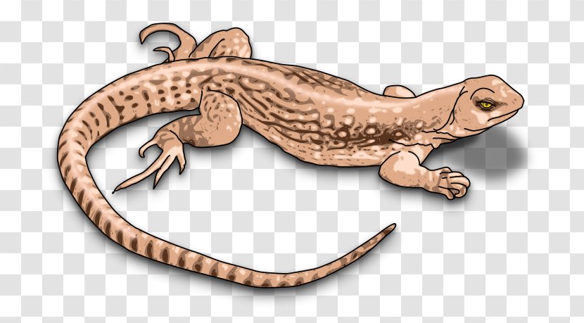 Lizard Reptile Common Iguanas Chameleons Clip Art - Amphibian - Brown Clipart Transparent PNG