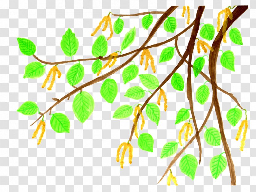 Clip Art Twig Watercolor Painting Leaf - Plant Stem - Birch Trees Transparent PNG