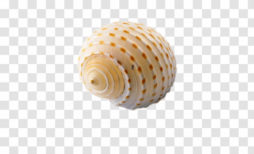 Sea Snail Seashell Orthogastropoda Wallpaper - Marine Biology - Conch Transparent PNG