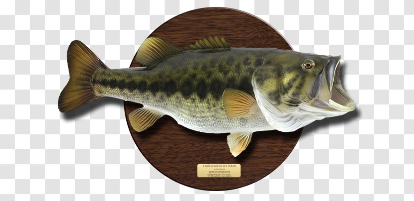 Largemouth Bass Northern Pike Crappie Freshwater Fish - Zander Transparent PNG