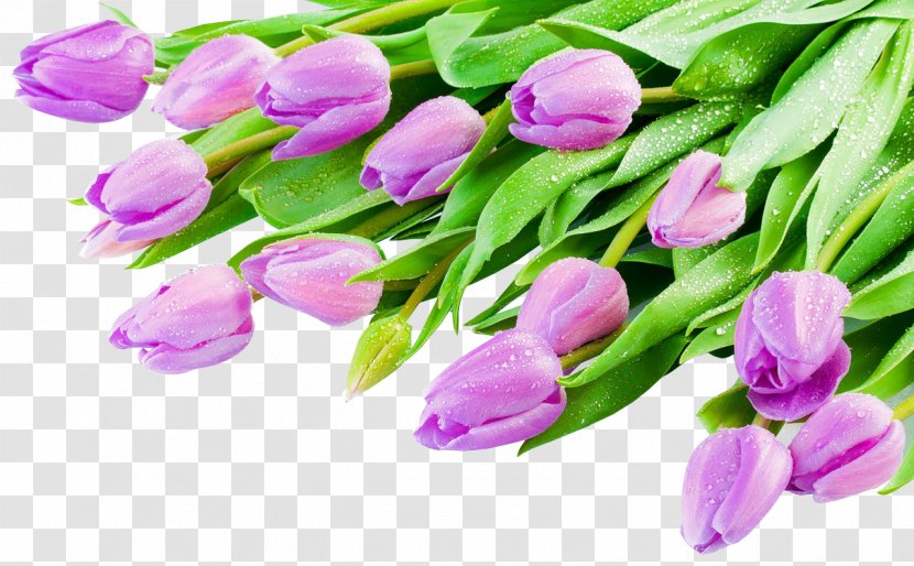 Indira Gandhi Memorial Tulip Garden - Plant - Beautiful Purple Flowers Transparent PNG