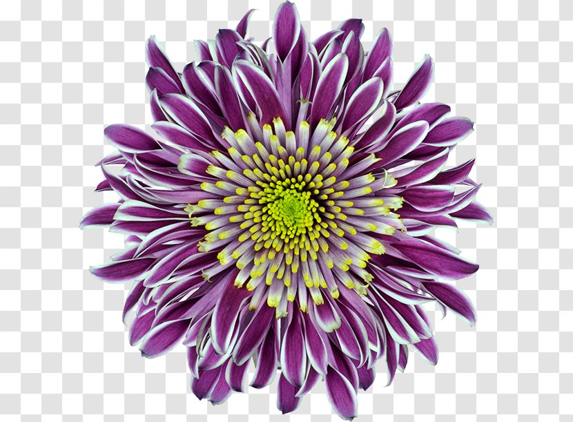 Chrysanthemum Purple Innovation Flower Transparent PNG