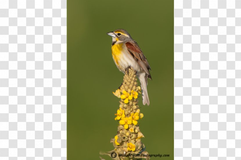 American Sparrows Bird Finch Old World Flycatcher - Passerine - Birds Transparent PNG