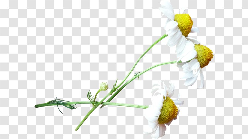 Chrysanthemum Cut Flowers Plant - Flora Transparent PNG